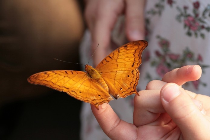 A tirania do hábito e a liberdade para as borboletas