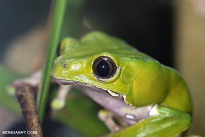 Tribo amazônica cria enciclopédia de medicina tradicional com 500 páginas contioutra.com - Tribo amazônica cria enciclopédia de medicina tradicional com 500 páginas