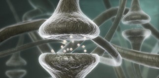 Serotonina- verdades e mitos Serotonina- verdades e mitos