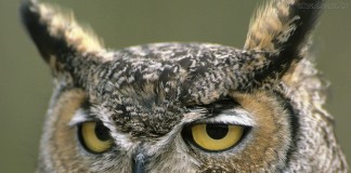 Gosta de virar a noite? Quatro coisas que a ciência sabe sobre você Gosta de virar a noite? Quatro coisas que a ciência sabe sobre você