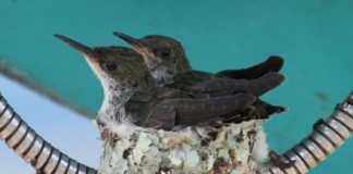 Em tempos de celulares , adorável casal de beija-flores faz ninho em orelhão e emociona quem passa. Em tempos de celulares , adorável casal de beija-flores faz ninho em orelhão e emociona quem passa.