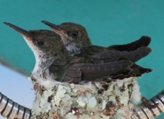 Em tempos de celulares , adorável casal de beija-flores faz ninho em orelhão e emociona quem passa.