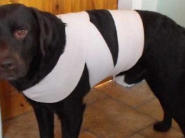 Truque do pano: proteja o cachorro do barulho feito pelos fogos de artifício