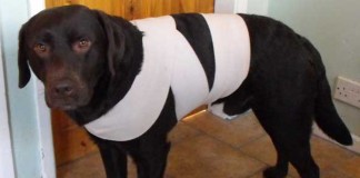 Truque do pano: proteja o cachorro do barulho feito pelos fogos de artifício Truque do pano: proteja o cachorro do barulho feito pelos fogos de artifício