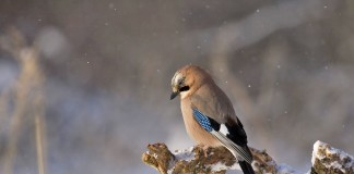 De pássaro para pássaro De pássaro para pássaro