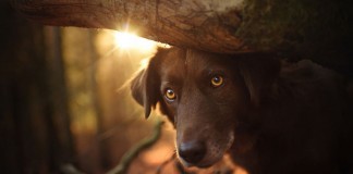 27 fotografias de cães com uma beleza que você nunca viu antes