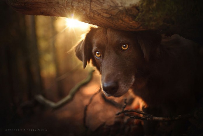 27 fotografias de cães com uma beleza que você nunca viu antes