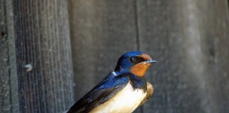 Sou ave migratória… Sou ave migratória…