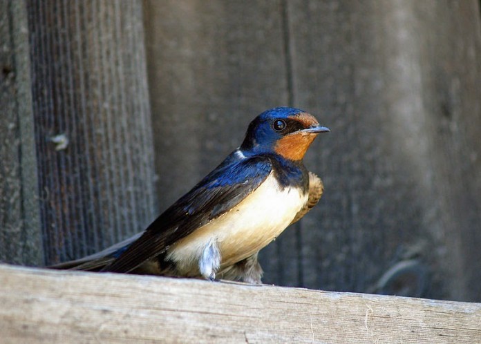 Sou ave migratória…
