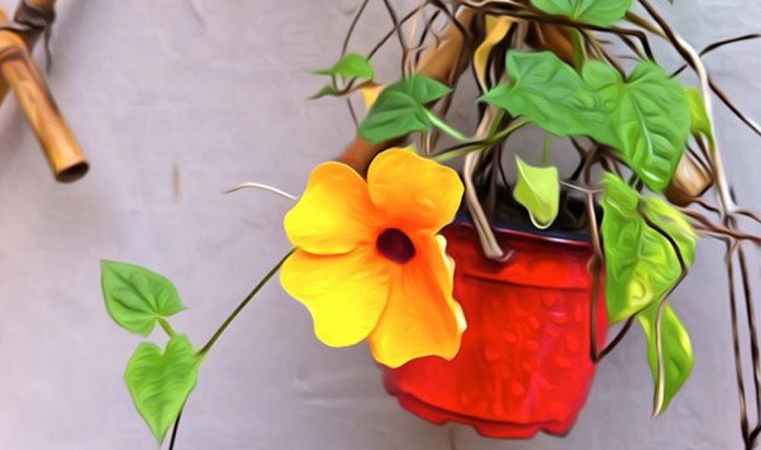 frágil capa Frágil