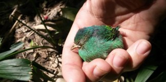 Saiba o que fazer quando encontrar um filhote de passarinho fora do ninho Saiba o que fazer quando encontrar um filhote de passarinho fora do ninho