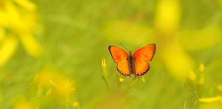 A história da jovem que escolheu as borboletas