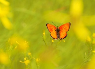 A história da jovem que escolheu as borboletas