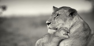 Carta aberta para minha mãe que é mais do que minha mãe.