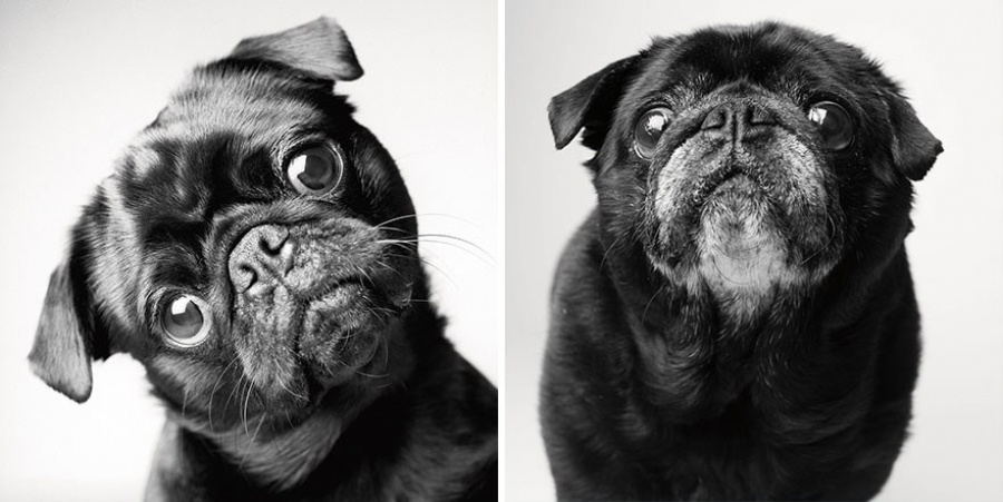 contioutra.com - Como os cães envelhecem: um projeto fotográfico fascinante!