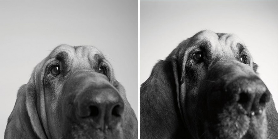 contioutra.com - Como os cães envelhecem: um projeto fotográfico fascinante!