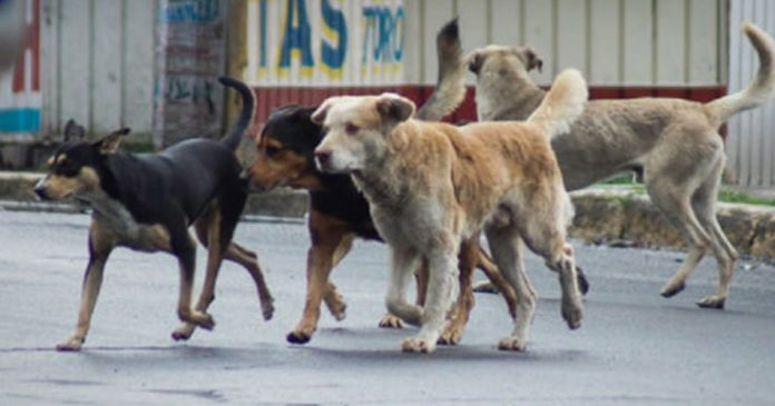 CÃES Pedófilo leva menina e 5 cães a salvam de estupro