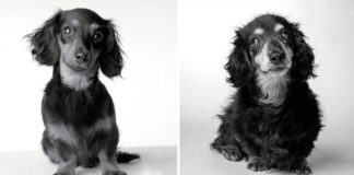 Como os cães envelhecem: um projeto fotográfico fascinante!
