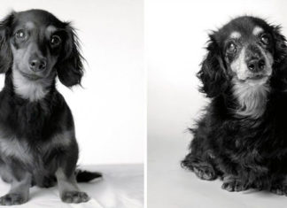 Como os cães envelhecem: um projeto fotográfico fascinante!