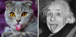 25 animais que se parecem com celebridades