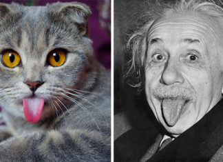 25 animais que se parecem com celebridades