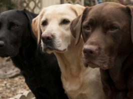 Ele adotou um labrador e recebeu uma carta misteriosa…
