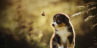 Os cachorros sentem emoções comparadas às de uma criança