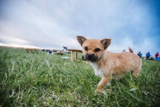 contioutra.com - Corredor de ultramaratona adota cachorrinha que correu com ele 123 quilômetros