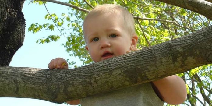 arvore-bebe-nasce 12 cidades brasileiras que plantam uma árvore para cada bebê que nasce