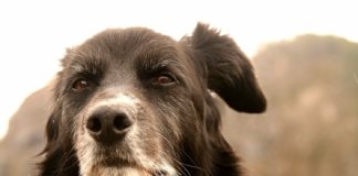 O que meu velho cachorro me ensinou sobre todas as coisas. O que meu velho cachorro me ensinou sobre todas as coisas.