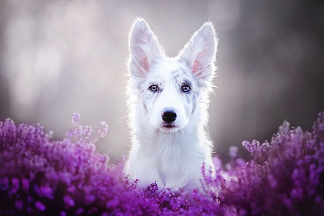 contioutra.com - Fotógrafa polonesa chama atenção registrando as mais lindas imagens de cães