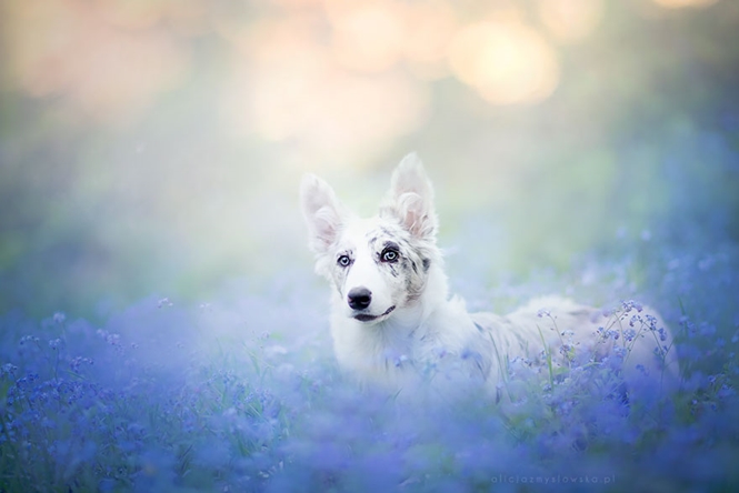 contioutra.com - Fotógrafa polonesa chama atenção registrando as mais lindas imagens de cães
