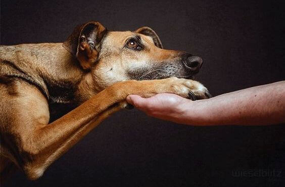 Cachorro-com-mão