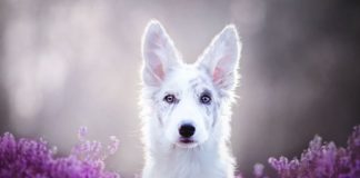 Fotógrafa polonesa chama atenção registrando as mais lindas imagens de cães