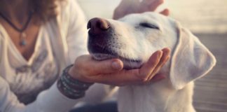 Os olhos de um animal têm o poder de falar uma língua única Os olhos de um animal têm o poder de falar uma língua única