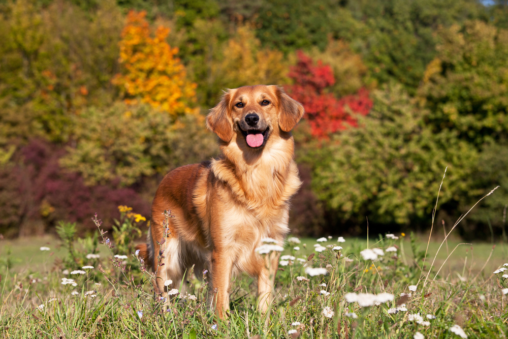 contioutra.com - Por que a morte de um animal de estimação dói igual a de um familiar?