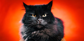 Que gato preto? Eu tenho medo é das mulas no meio do caminho! Que gato preto? Eu tenho medo é das mulas no meio do caminho!