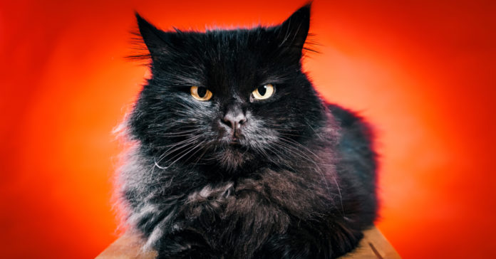 shutterstock_546038869 Que gato preto? Eu tenho medo é das mulas no meio do caminho!