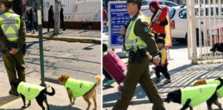 Policiais chilenos resgatam cães abandonados e os transformam em parceiros de ronda