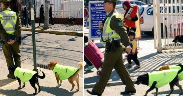 Policiais chilenos resgatam cães abandonados e os transformam em parceiros de ronda