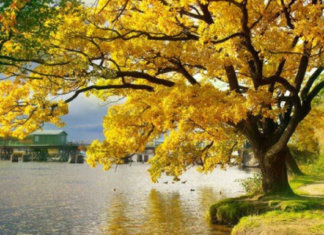 Almas hospedeiras se sustentam da essência alheia