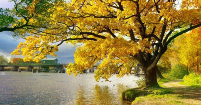 Almas hospedeiras se sustentam da essência alheia