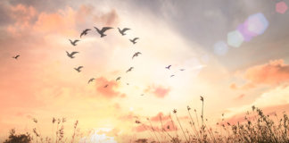 Um sabonete com asas.