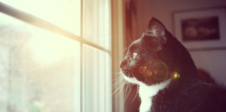 Os gatos nos ensinam que o amor de verdade sempre volta pra casa