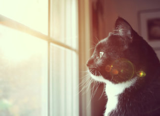 Os gatos nos ensinam que o amor de verdade sempre volta pra casa