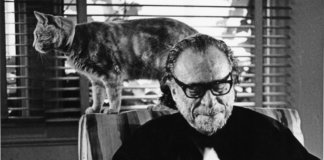 Os gatos de Bukowski: entenda o fascínio do escritor pelos felinos