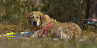 Cães Terapeutas não só tranquilizam, como podem recuperar alguns pacientes.