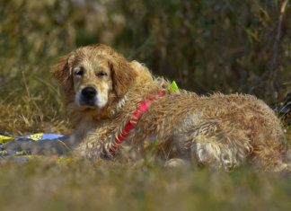 Cães Terapeutas não só tranquilizam, como podem recuperar alguns pacientes.