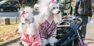 Humanização canina: Eu mimo demais o meu cachorro e ele retribui com malcriação. Entenda o assunto.