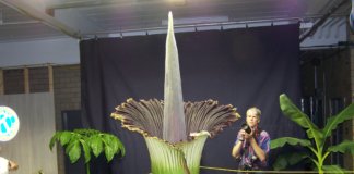 Os anos, a beleza e a flor